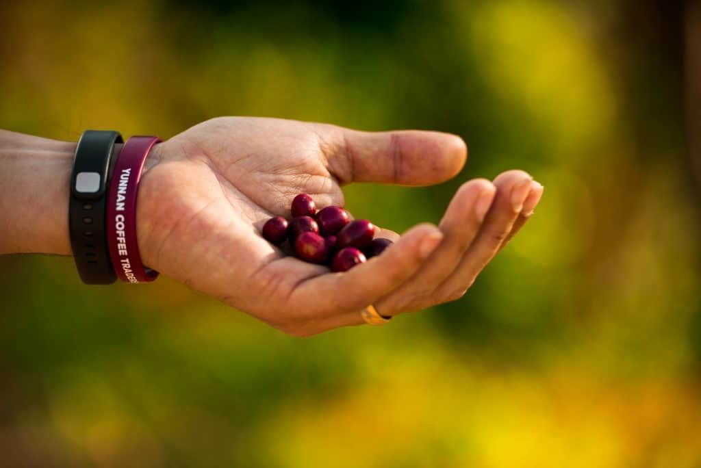 Picker bracelets colored to match perfectly ripe catimor coffee cherries