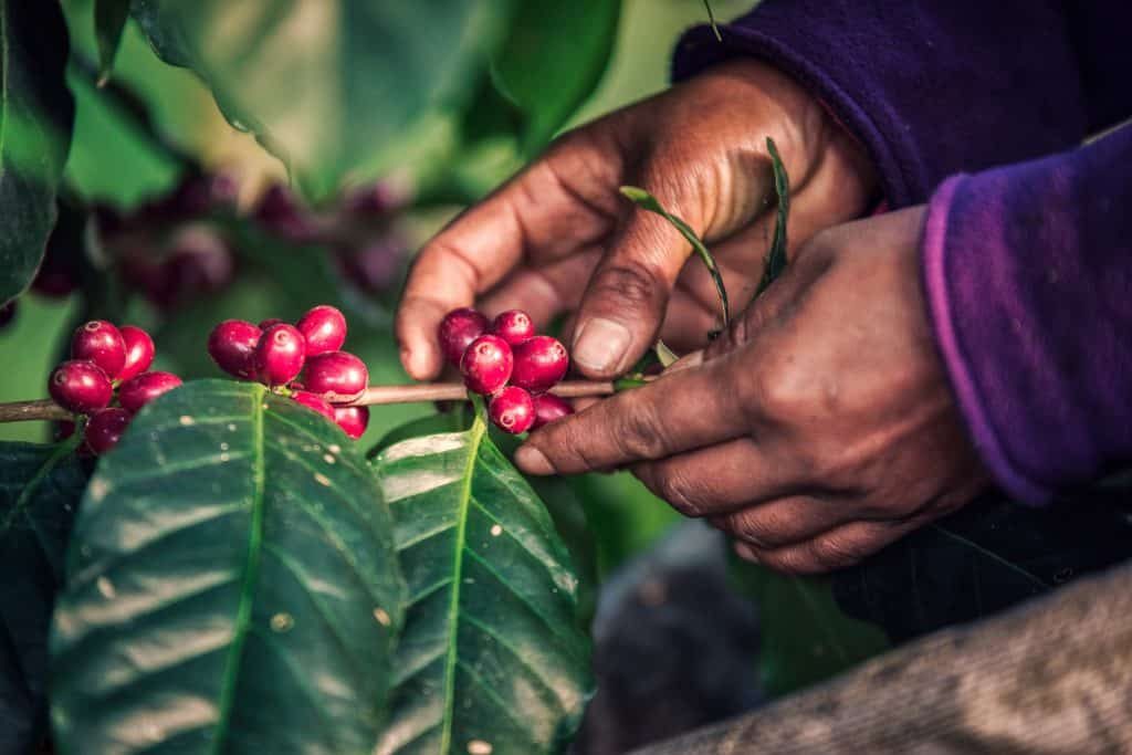 Picking catimor coffee cherries