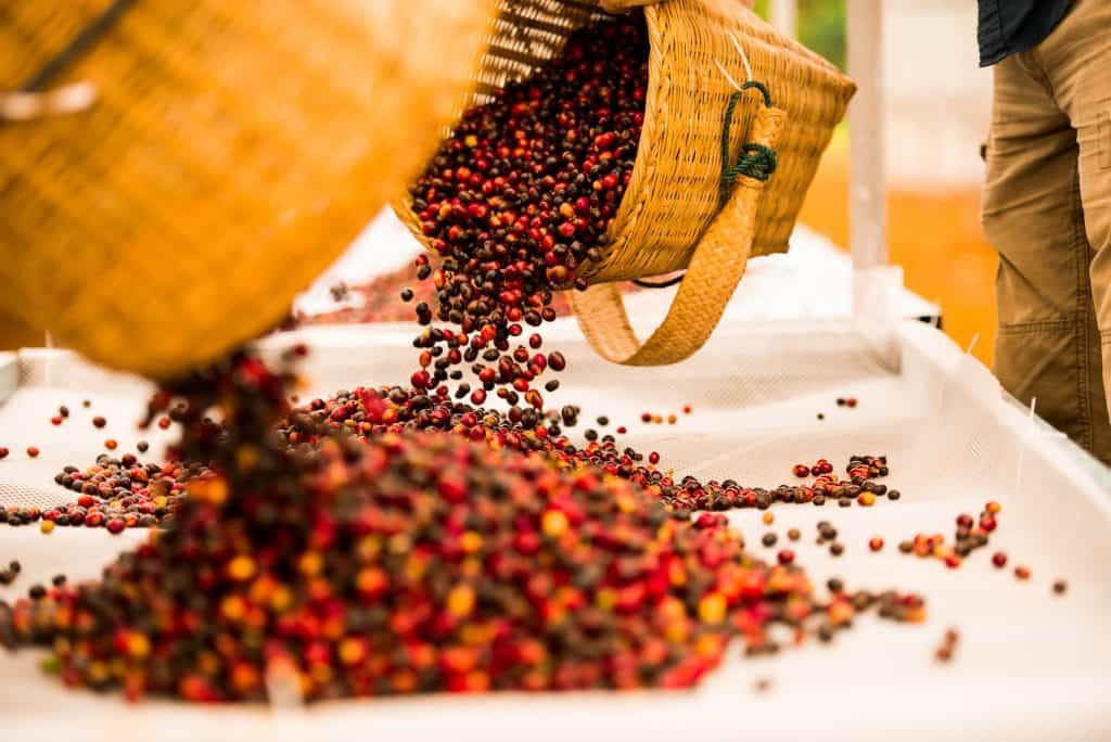 Naturals Pouring on Drying Beds